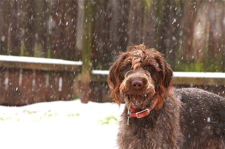Дредд Хантер собака