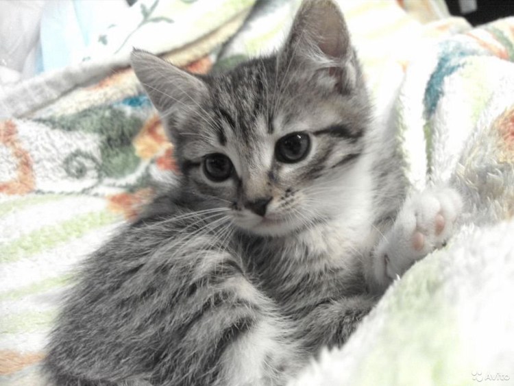 Британский прямоухий кот полосатый