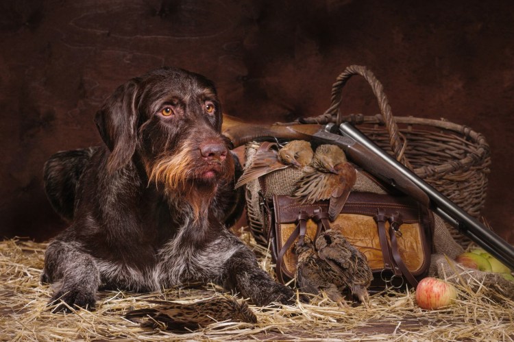 Дратхаар охота дратхаар