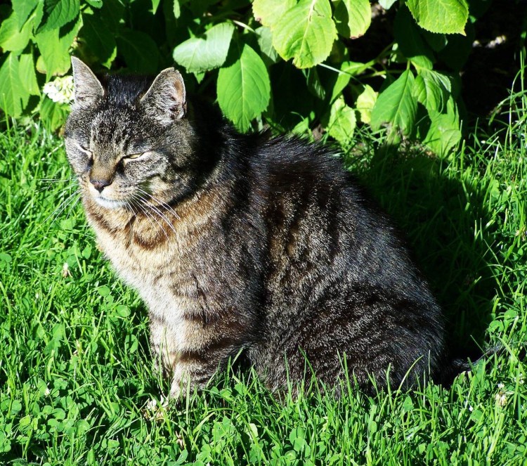 Серый полосатый кот порода