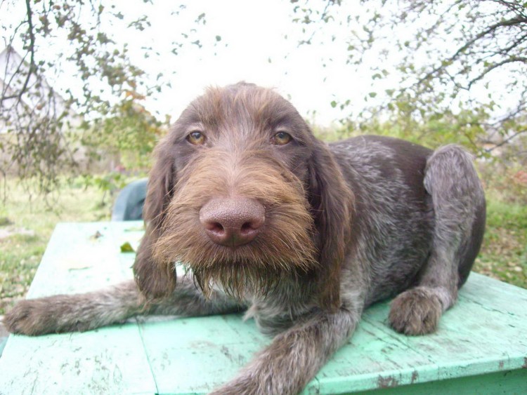 Дратхаар коричневый