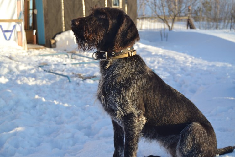 Стандарт дратхаара жесткошерстный