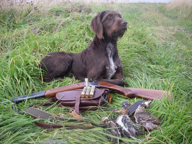 Немецкая охотничья собака дратхаар