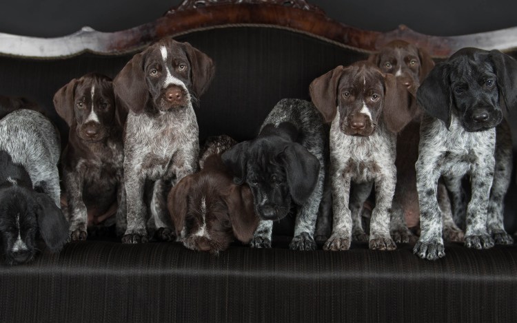 Курцхаар и дратхаар щенки