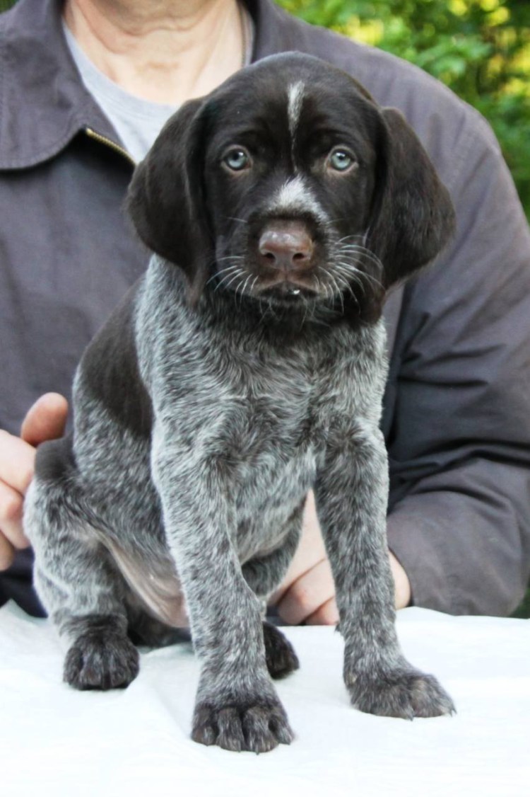 Дратхаар и гончая