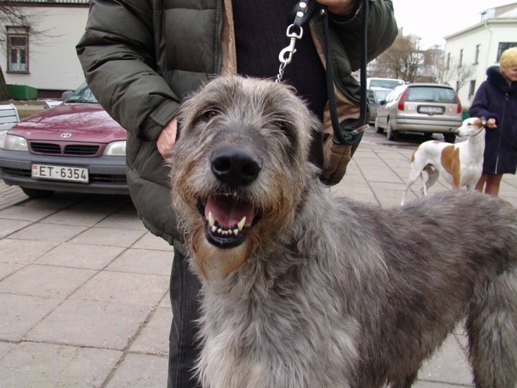 Собаки метисы ирландских волкодавов