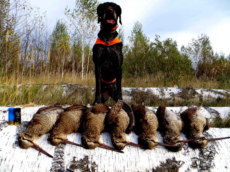 Дратхаар охотится