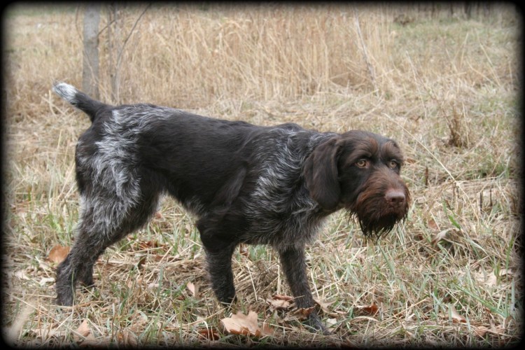 Дратхаар седой