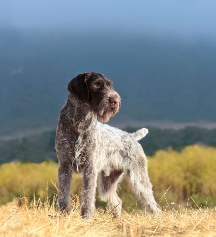 Жесткошерстная легавая дратхаар