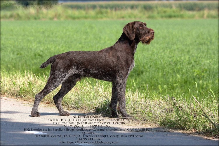Немецкий дратхаар коричневый