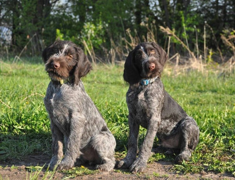 Дратхаар собака