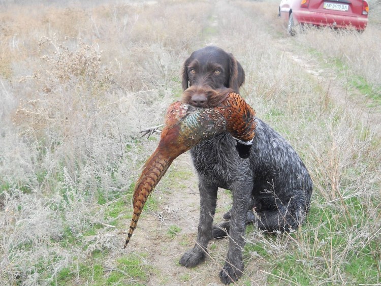 Немецкая охотничья собака дратхаар