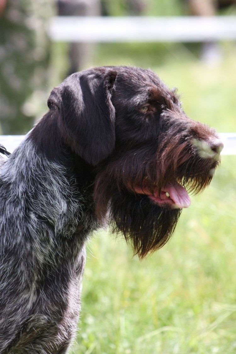 Немецкая жесткошерстная легавая дратхаар