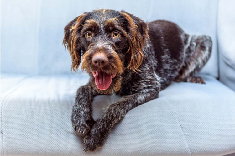 Драхтерьер собака фото