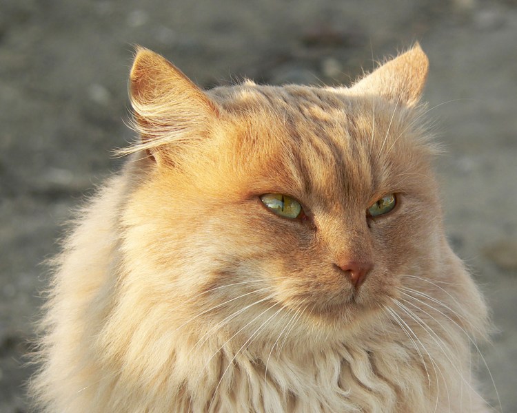 Американская короткошерстная кошка светлая