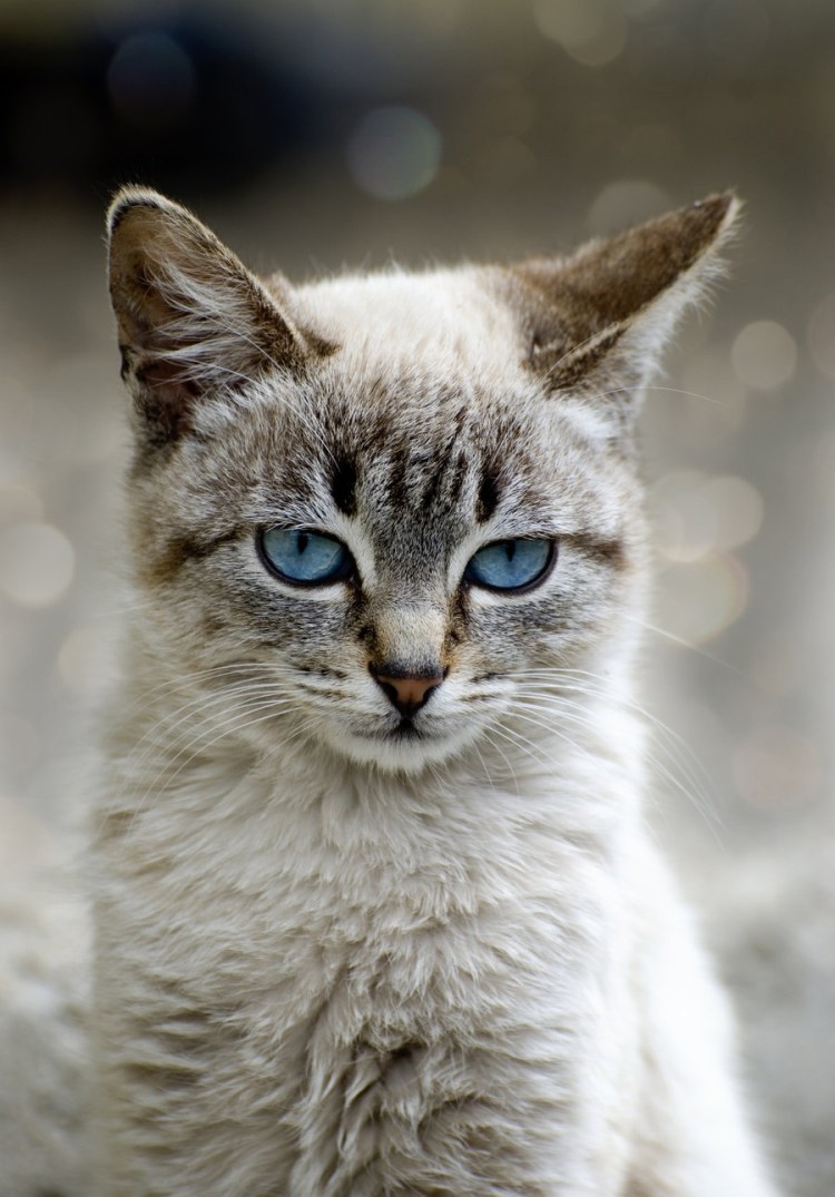 Рэгдолл серый