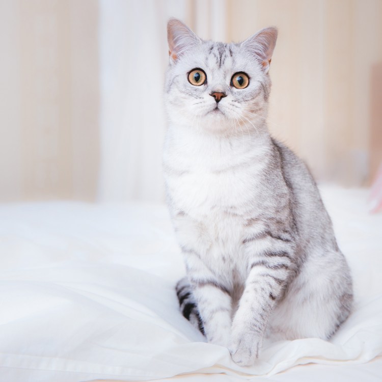 Турецкая ангорская кошка короткошерстная