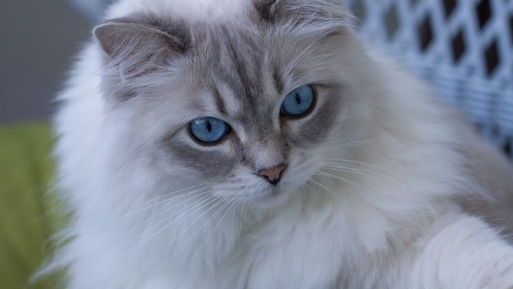 Турецкая ангора альбинос