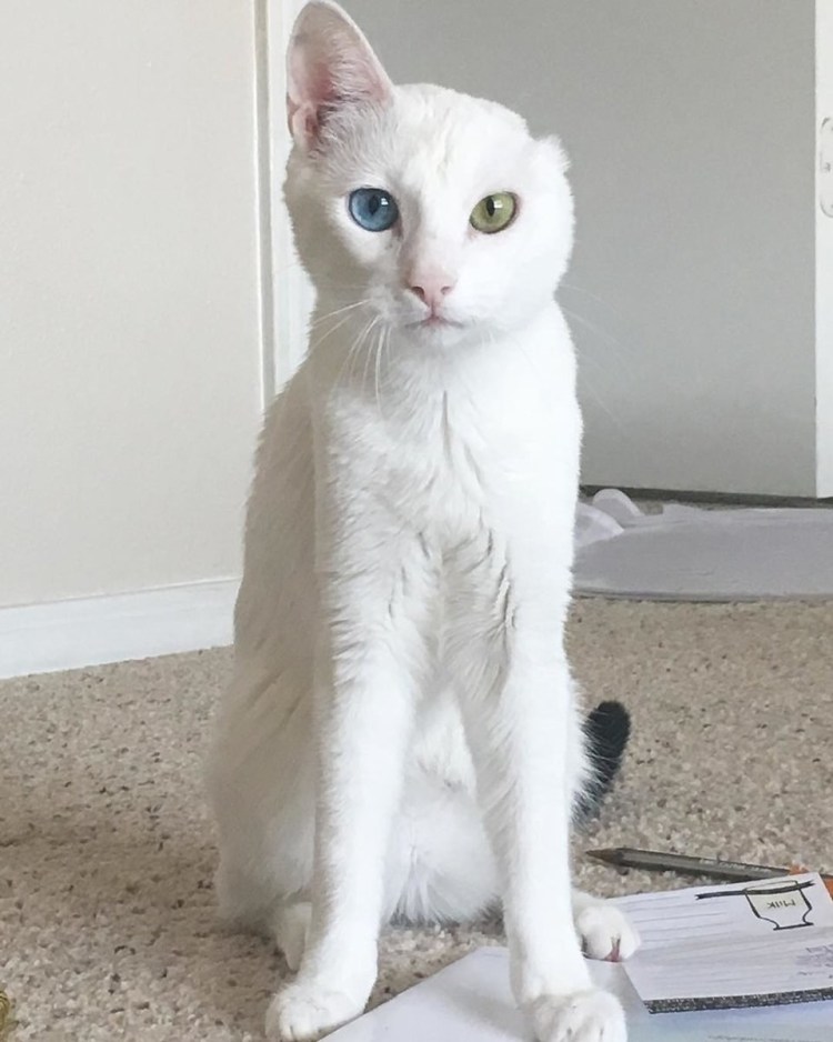 Кошка Рэгдолл голубоглазый