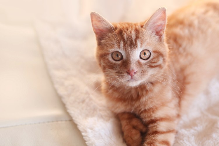 Порода Рэгдолл