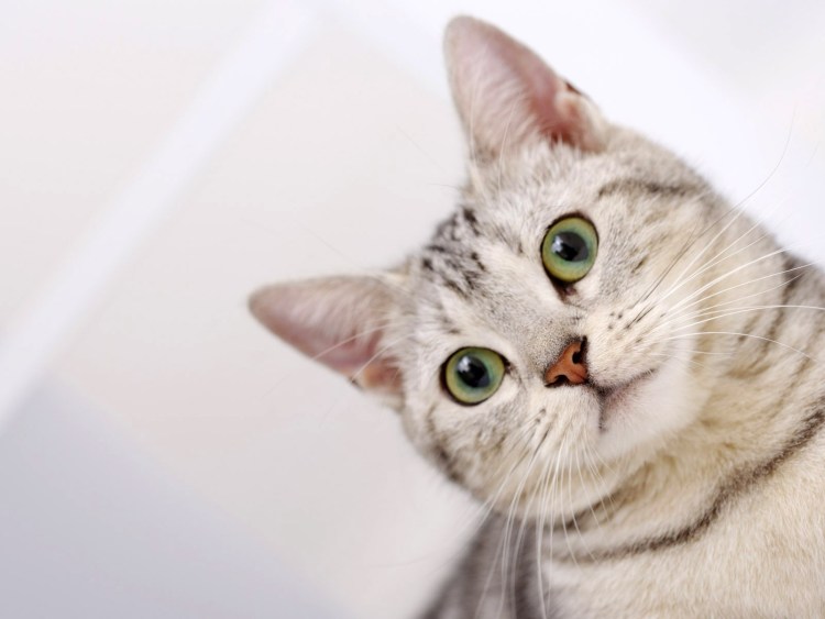 Красивые коты