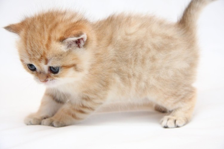 Милый бежевый котёнок