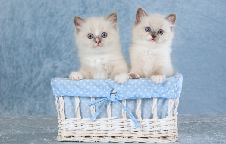 Красивые котятки