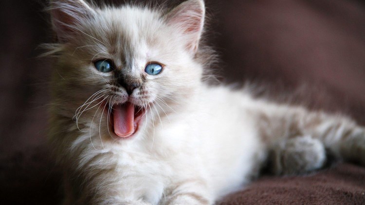 Красивые котики