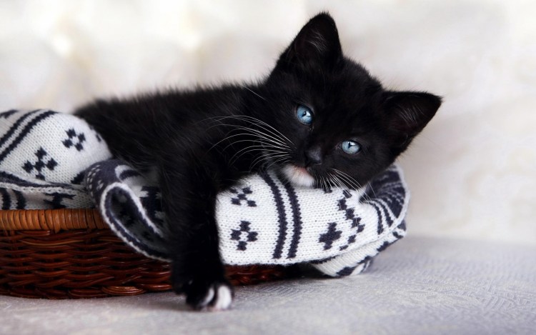 Чёрный котёнок с голубыми глазами