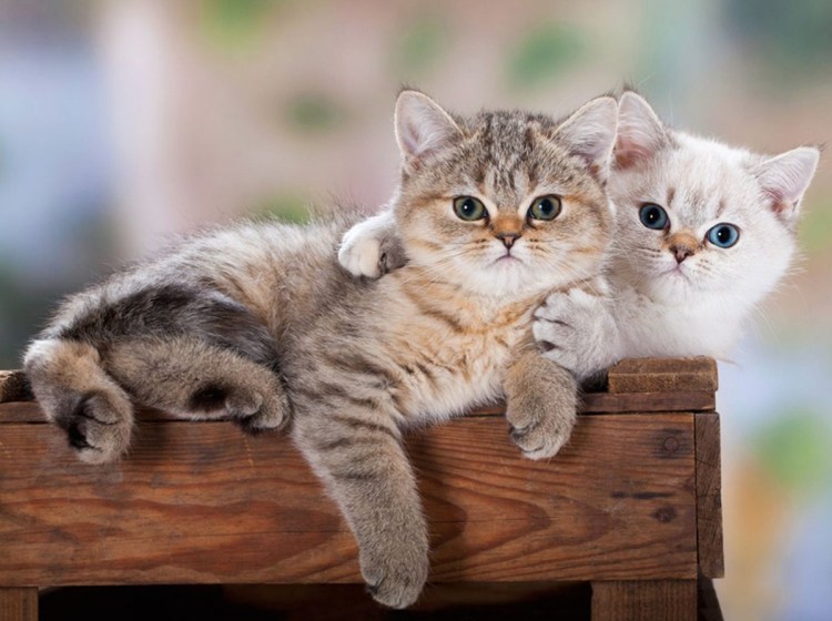 Красивые котята