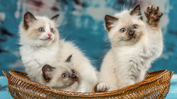 Рэгдолл кошка котята