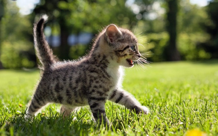 Маленький котенок