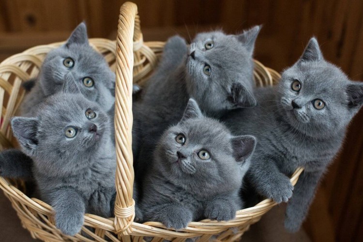 Серый британец котенок