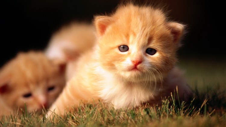 Милые котятки