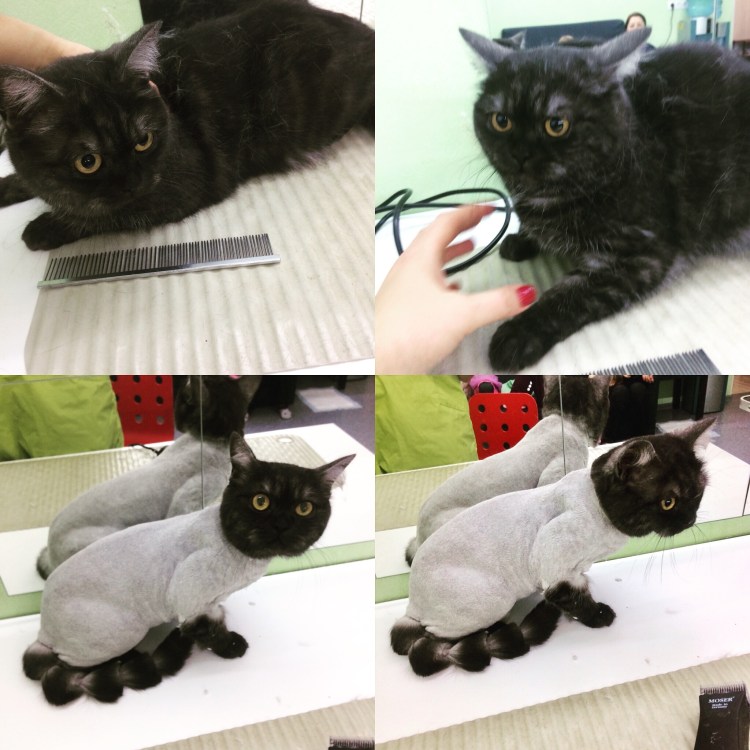 Шотландская вислоухая линяет