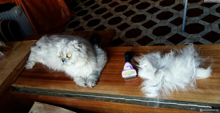 Линька у кошек