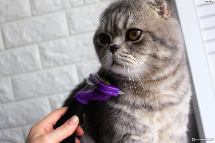 Расчёска для кошек фурминатор Шотландская вислоухая кошка