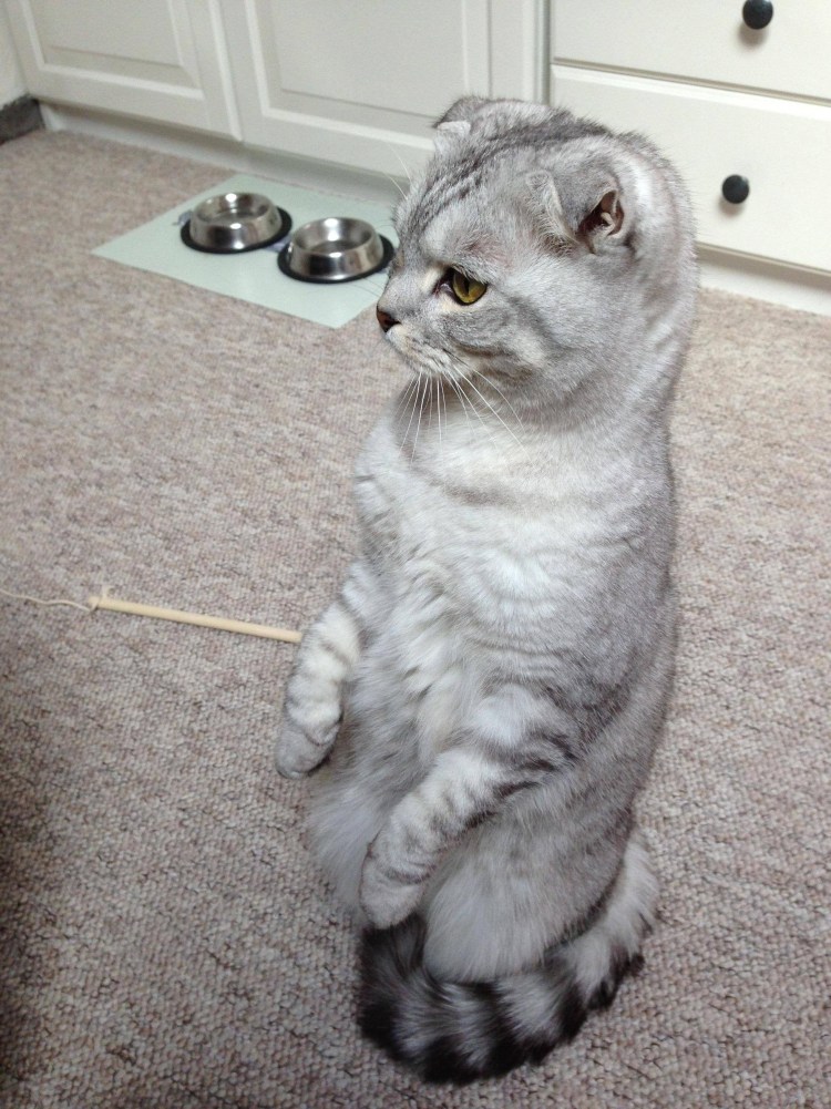 Эксперимент о коте вислоухий