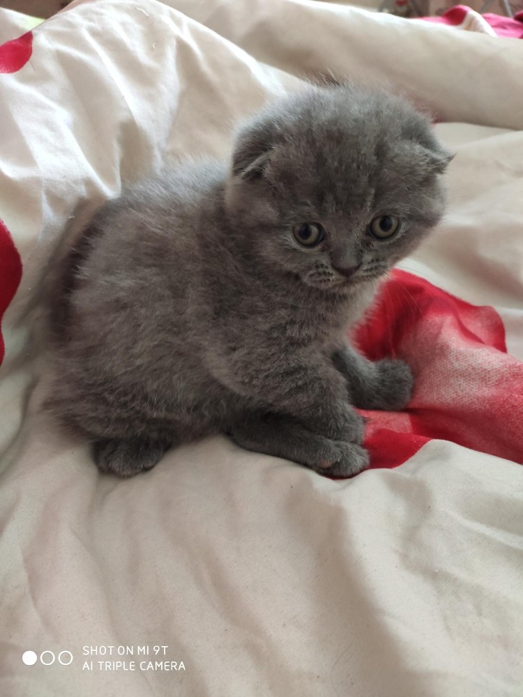 Фурминатор для шотландских кошек