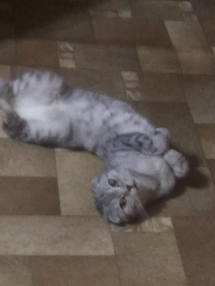 Шотландская вислоухая линяет