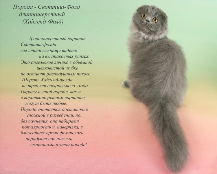 Классификация котов