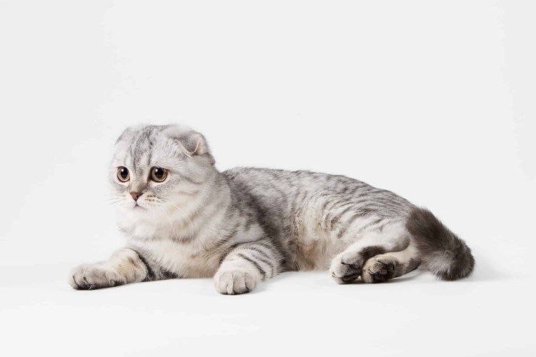 Шерсть кошки