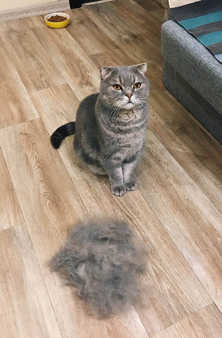 Линяет Шотландская