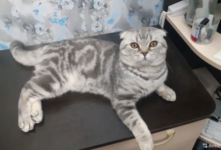 Шотландский коты линяют