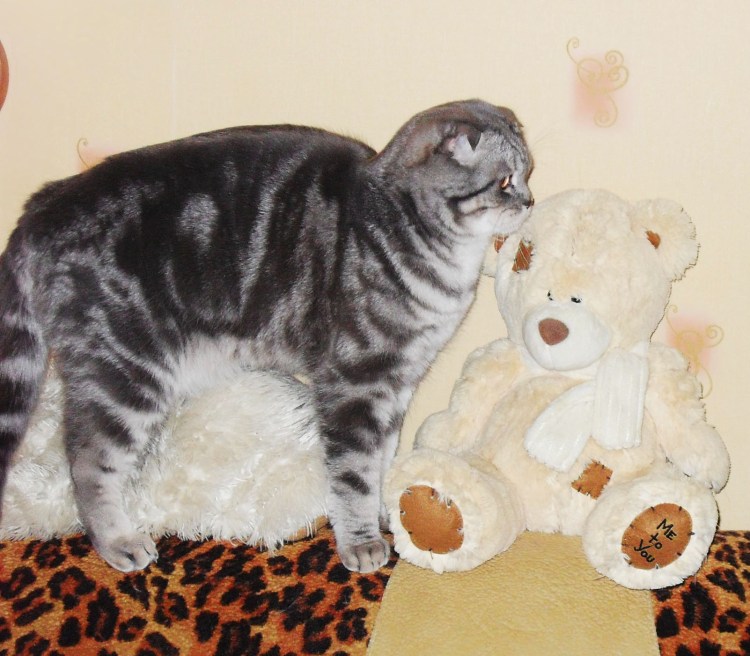 Подстриженный шотландский кот вислоухий