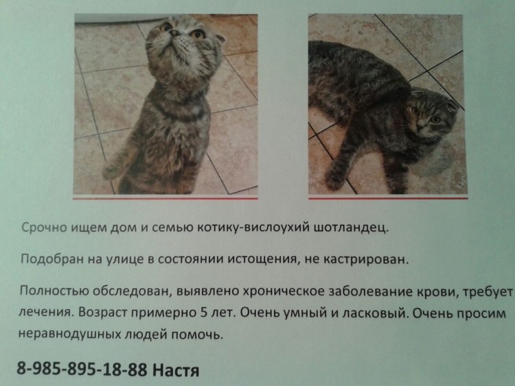 Стрижка шотландских котов