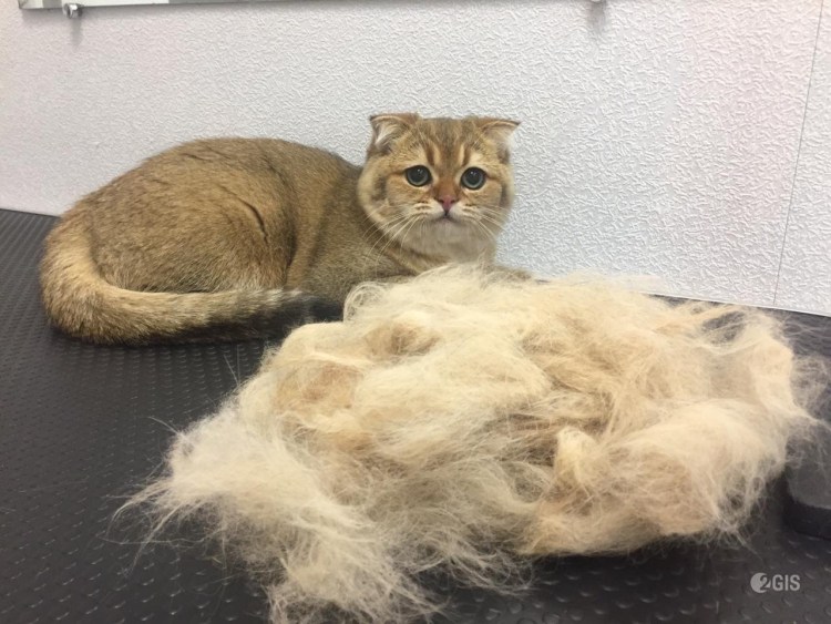 Шотландские плюшевые кошки линяют