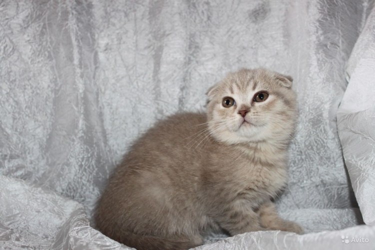 89520164849 Котята Шотландские