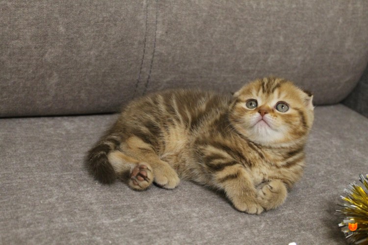 Линька у британцев