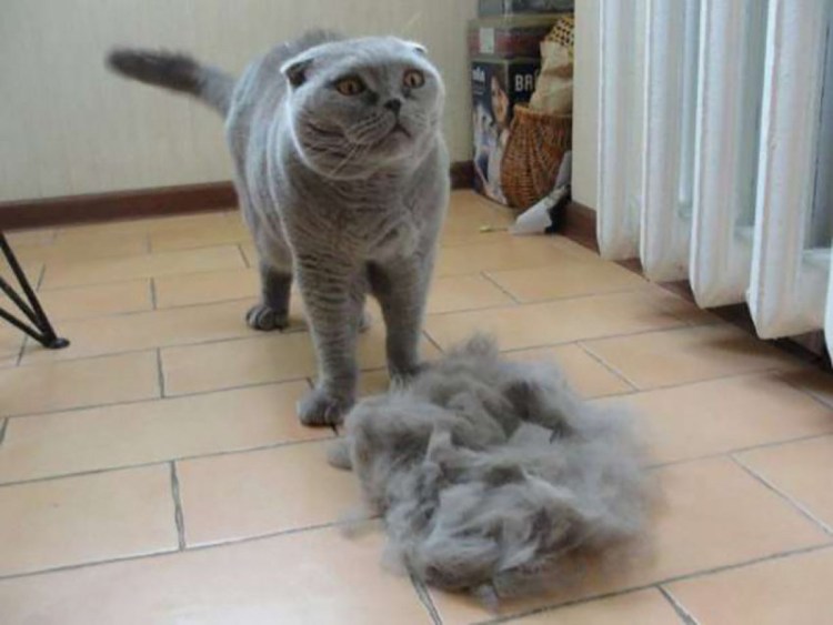 Вычесывание шотландских кошек